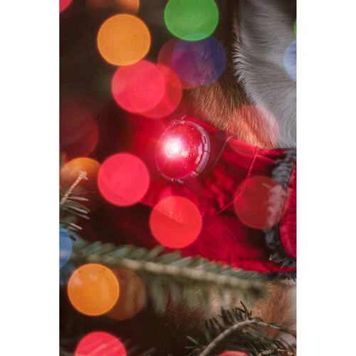 Orbiloc Dog Dual Safety Light 4 Orbiloc Dog Dual Safety Light - Image 2