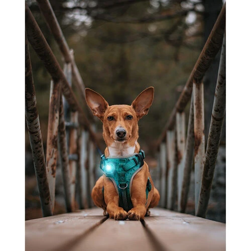 Orbiloc Dog Dual Safety Light 8 Orbiloc Dog Dual Safety Light - Image 6