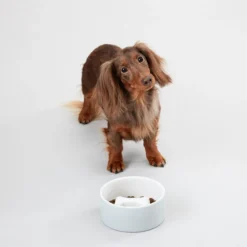 PAIKKA Slow Feed Bowl -Günstiges Bellohaus Geschäft paikka slow feed bowl 217879 0500 none