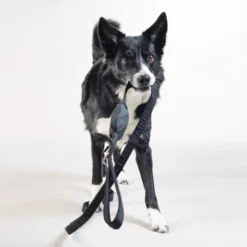 PAIKKA Visibility Leash 10 PAIKKA Visibility Leash -Günstiges Bellohaus Geschäft paikka visibility leash 217819 0500 none