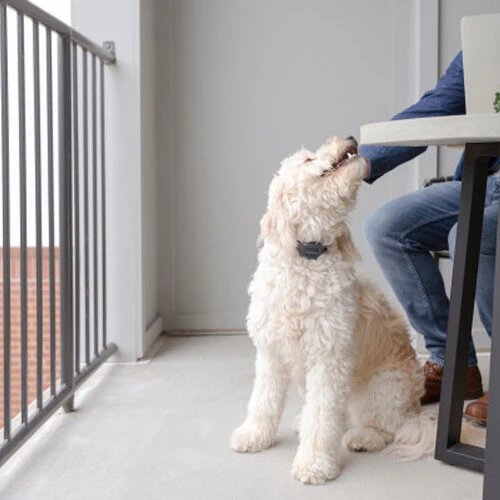 PetSafe Anti-Bell-Halsband 6 PetSafe Anti-Bell-Halsband - Image 4