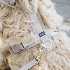 Kentucky Dog Harness Active Velvet -Günstiges Bellohaus Geschäft prod 15744 218987 0500 none