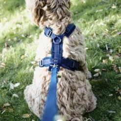 Kentucky Dog Harness Active Velvet -Günstiges Bellohaus Geschäft prod 15744 218992 0500 none
