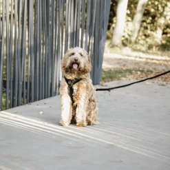 Kentucky Dog Harness Active Velvet -Günstiges Bellohaus Geschäft prod 15744 218994 0500 none