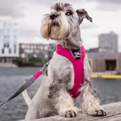 DOG Copenhagen Comfort Walk Pro Geschirr -Günstiges Bellohaus Geschäft prod 15938 220300 0500 none