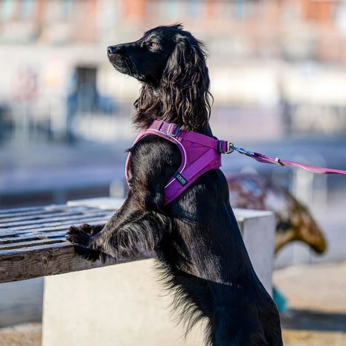 DOG Copenhagen Comfort Walk Go Geschirr 15 DOG Copenhagen Comfort Walk Go Geschirr - Image 13