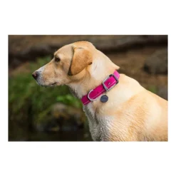 Ruffwear Headwater Collar 7 Ruffwear Headwater Collar -Günstiges Bellohaus Geschäft product ruffwear headwater collar none 4 1487775433 83755
