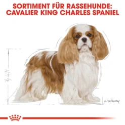Royal Canin Cavalier King Charles Adult - Hundefutter -Günstiges Bellohaus Geschäft royal canin cavalier king charles adult hondenvoer 137857 0500 none