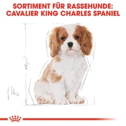 Royal Canin Cavalier King Charles Puppy - Hundefutter -Günstiges Bellohaus Geschäft royal canin cavalier king charles puppy hondenvoer 137932 0500 none