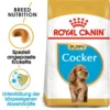 Royal Canin Cocker Puppy - Hundefutter 2 Royal Canin Cocker Puppy - Hundefutter -Günstiges Bellohaus Geschäft royal canin cocker puppy hondenvoer 140501 0500 none