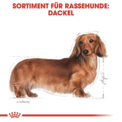 Royal Canin Dachshund Adult Wet - Hundefutter 12 Royal Canin Dachshund Adult Wet - Hundefutter -Günstiges Bellohaus Geschäft royal canin dachshund adult wet hondenvoer 138379 0500 none