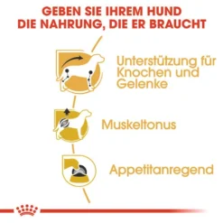 Royal Canin Dachshund Adult Wet - Hundefutter 10 Royal Canin Dachshund Adult Wet - Hundefutter -Günstiges Bellohaus Geschäft royal canin dachshund adult wet hondenvoer 138397 0500 none