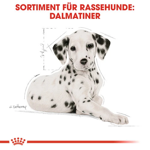 Royal Canin Dalmatian Puppy - Hundefutter 6 Royal Canin Dalmatian Puppy - Hundefutter - Image 4