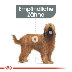 Royal Canin Maxi Dental Care - Hundefutter 11 Royal Canin Maxi Dental Care - Hundefutter -Günstiges Bellohaus Geschäft royal canin dental care maxi hondenvoer 130862 0500 none