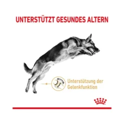 Royal Canin German Shepherd Adult 5+ -Günstiges Bellohaus Geschäft royal canin german shepherd adult 5 165112 0500 none