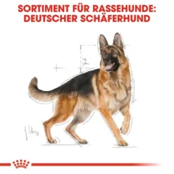 Royal Canin German Shepherd Adult - Hundefutter -Günstiges Bellohaus Geschäft royal canin german shepherd adult hondenvoer 138751 0500 none