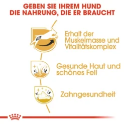 Royal Canin Jack Russell Terrier Adult - Hundefutter -Günstiges Bellohaus Geschäft royal canin jack russell terrier adult hondenvoer 139081 0500 none