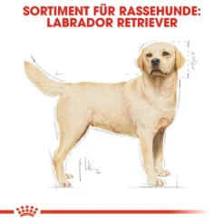 Royal Canin Labrador Retriever Adult - Hundefutter -Günstiges Bellohaus Geschäft royal canin labrador retriever adult hondenvoer 139351 0500 none