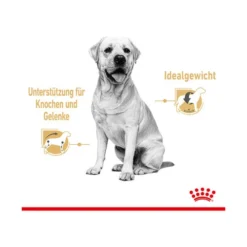 Royal Canin Labrador Retriever Adult Wet -Günstiges Bellohaus Geschäft royal canin labrador retriever adult wet 165787 0500 none