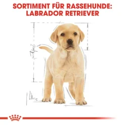 Royal Canin Labrador Retriever Puppy - Hundefutter 13 Royal Canin Labrador Retriever Puppy - Hundefutter -Günstiges Bellohaus Geschäft royal canin labrador retriever puppy hondenvoer 139438 0500 none