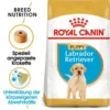 Royal Canin Labrador Retriever Puppy - Hundefutter 1 Royal Canin Labrador Retriever Puppy - Hundefutter -Günstiges Bellohaus Geschäft royal canin labrador retriever puppy hondenvoer 140618 0500 none