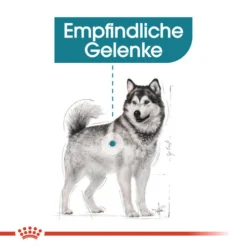Royal Canin Maxi Joint Care - Hundefutter -Günstiges Bellohaus Geschäft royal canin maxi joint care hondenvoer 132533 0500 none
