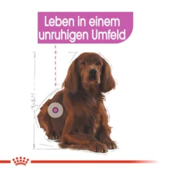 Royal Canin Medium Relax Care - Hundefutter -Günstiges Bellohaus Geschäft royal canin medium relax care hondenvoer 131183 0500 none