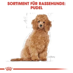 Royal Canin Poodle Puppy - Hundefutter -Günstiges Bellohaus Geschäft royal canin poodle puppy hondenvoer 139753 0500 none