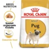 Royal Canin Pug Adult - Hundefutter 1 Royal Canin Pug Adult - Hundefutter -Günstiges Bellohaus Geschäft royal canin pug adult hondenvoer 139849 0500 none