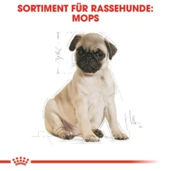 Royal Canin Pug Puppy - Hundefutter 13 Royal Canin Pug Puppy - Hundefutter -Günstiges Bellohaus Geschäft royal canin pug puppy hondenvoer 139885 0500 none