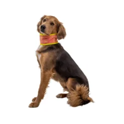 Ruffwear Swamp Cooler Neck Gaiter -Günstiges Bellohaus Geschäft ruffwear swamp cooler neck gaiter 196817 0500 none