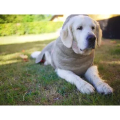 Siccaro WetDog SupremePro 12 Siccaro WetDog SupremePro -Günstiges Bellohaus Geschäft siccaro wetdog supremepro 20 216998 0500 none