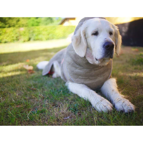 Siccaro WetDog SupremePro 7 Siccaro WetDog SupremePro - Image 5