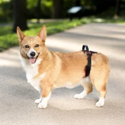 PetSafe Carelift - Tragesystem / Tragegeschirr Für Hunde -Günstiges Bellohaus Geschäft solvit carelift draagsysteem voor de hond 163711 0500 none