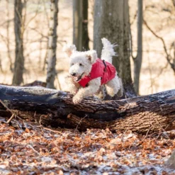 Trixie Regenjacke Vimy 16 Trixie Regenjacke Vimy -Günstiges Bellohaus Geschäft trixie regenjas vimy 204857 0500 none