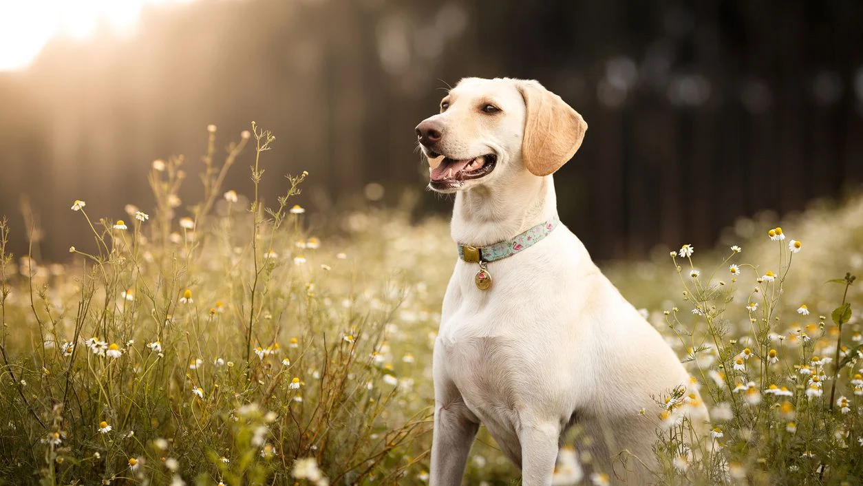 Günstiges Bellohaus Geschäft -Günstiges Bellohaus Geschäft dog spring 1